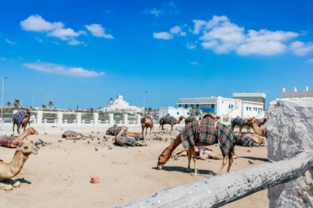 Camel Pen
