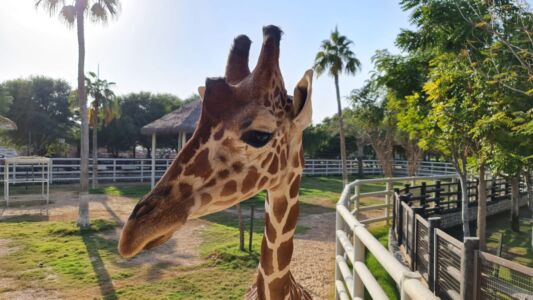Mini Zoo qatar